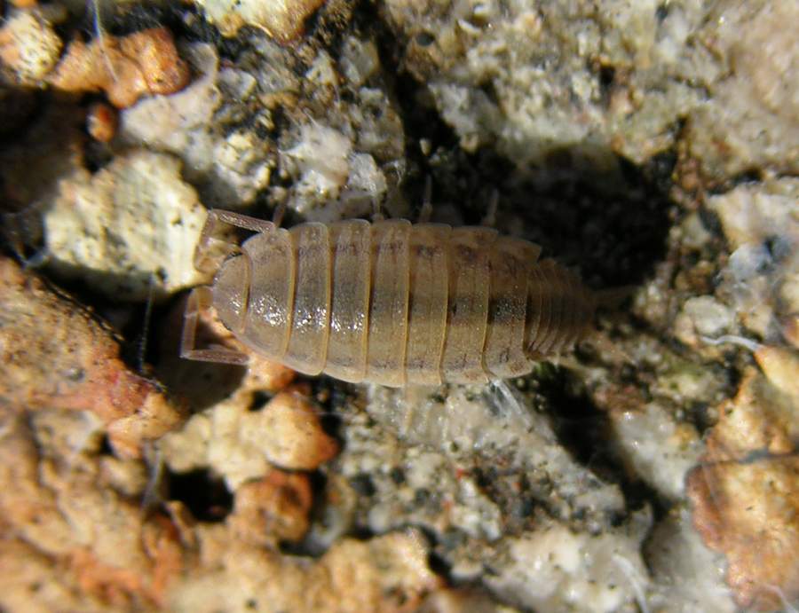 Armadillidium sp. e Oniscus asellus